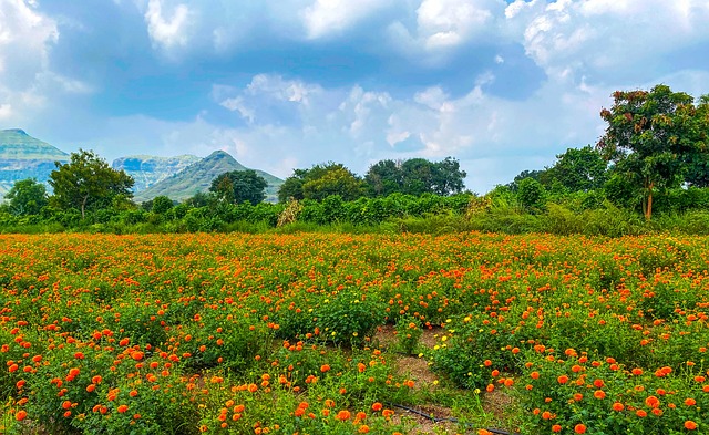 image from Aapravasi Ghat