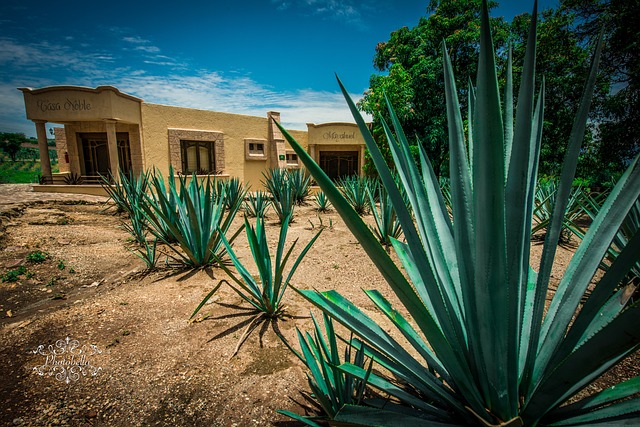 image from Agave Landscape and Ancient Industrial Facilities of Tequila