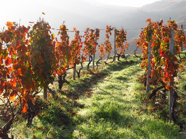 image from Alto Douro Wine Region