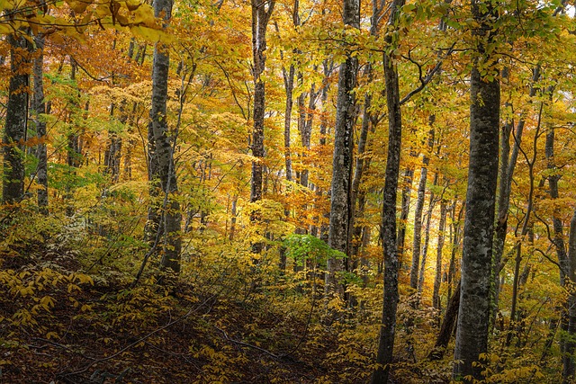 image from Ancient and Primeval Beech Forests of the Carpathians and Other Regions of Europe