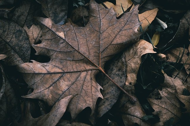 image from Andrefana Dry Forests