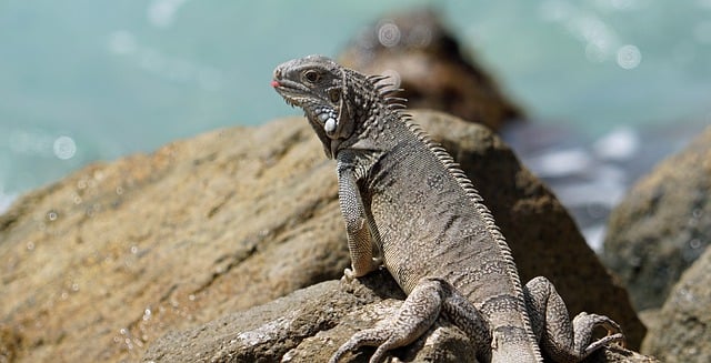 image from Romantic Getaways Aruba Region