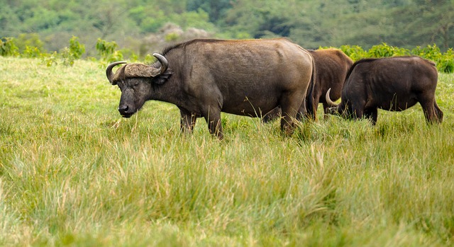 image from Bus Tours Arusha