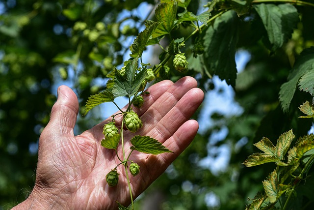 image from  Atec and the Landscape of Saaz Hops