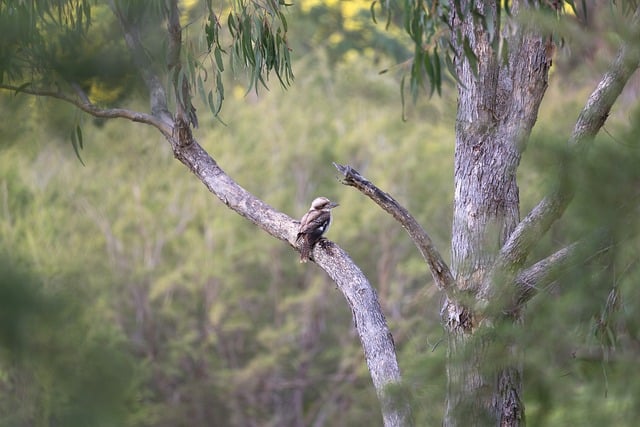 image from Australian Convict Sites