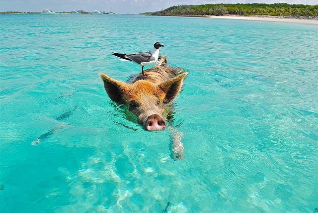 image from Feed Swimming Pigs in Exuma the Bahamas 