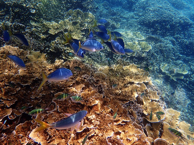 image from Belize Barrier Reef Reserve System