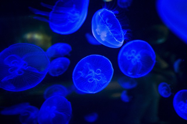 image from Bioluminescent Lake, Australia