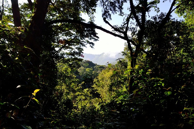 image from Bwindi Impenetrable National Park, Uganda