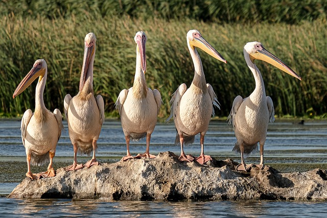 image from Central Amazon Conservation Complex