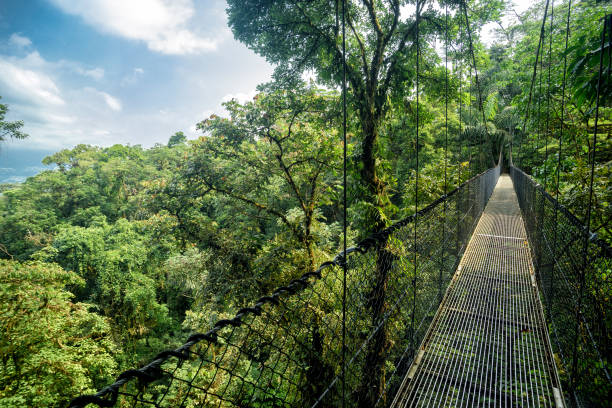 image from Central Suriname Nature Reserve