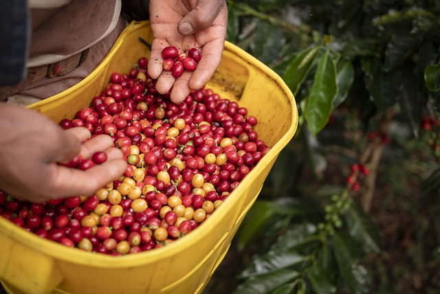 image from Coffee Cultural Landscape of Colombia