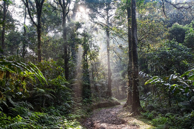 image from Colchic Rainforests and Wetlands