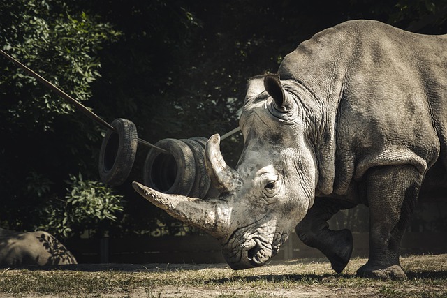 image from Dalí´S Rhinoceros, Marbella