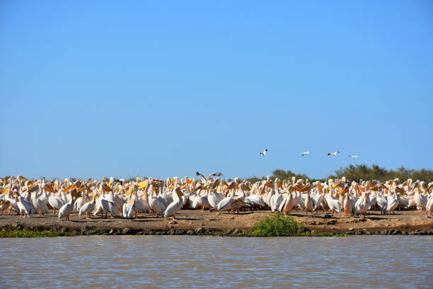 image from Djoudj National Bird Sanctuary