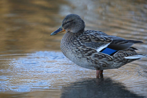 image from Doñana National Park