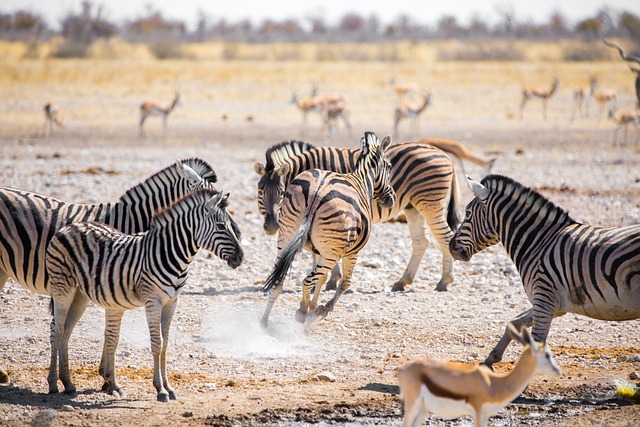 image from Etosha National Park Namibia