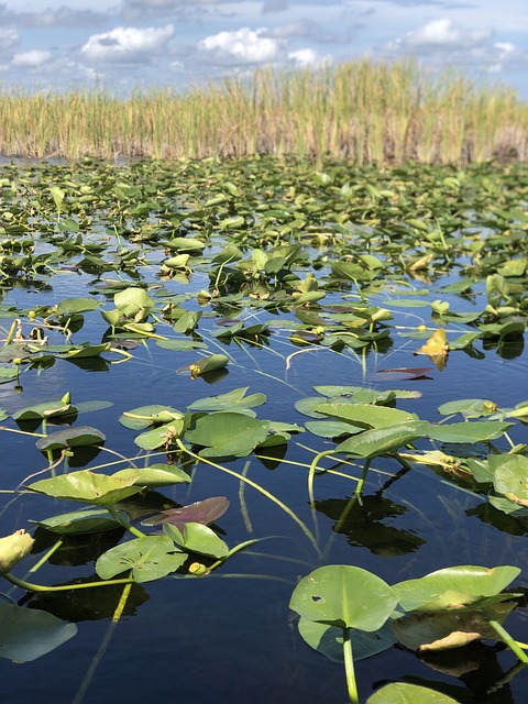 image from Adventure Sports Everglades City