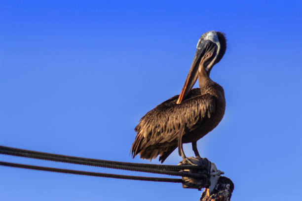 image from Galápagos Islands