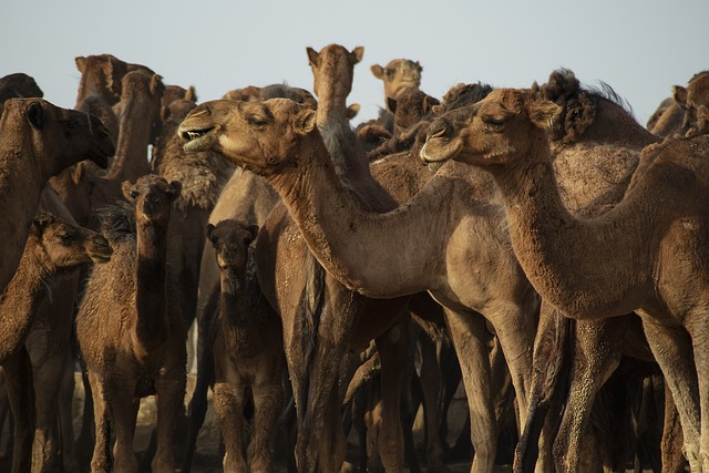 image from Activities Ghardaïa Province