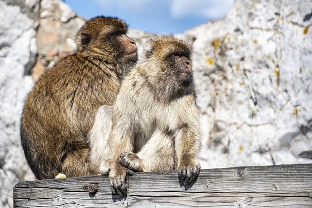 image from Gibraltar Boat Tours