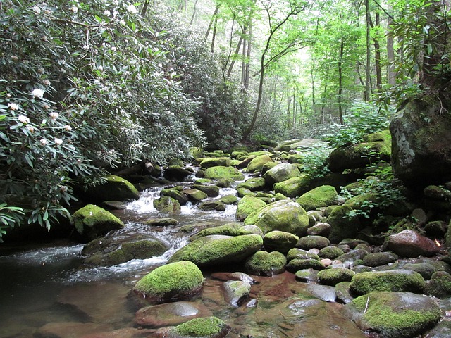 image from Great Smoky Mountains National Park Tennessee