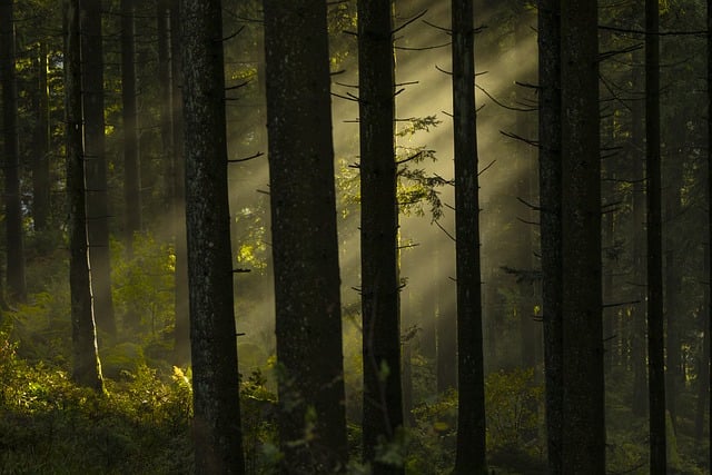 image from Hyrcanian Forests