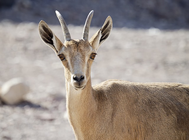 image from Israel 7 Day Itinerary