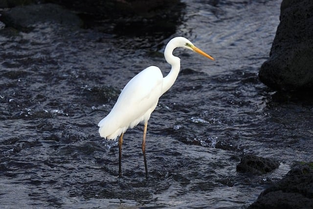 image from Animal activities Jeju