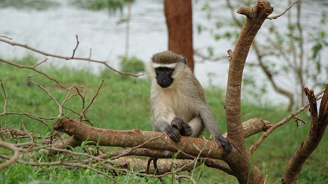 image from Bus Tours Jinja