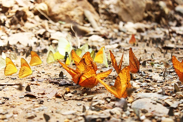 image from Kaeng Krachan Forest Complex