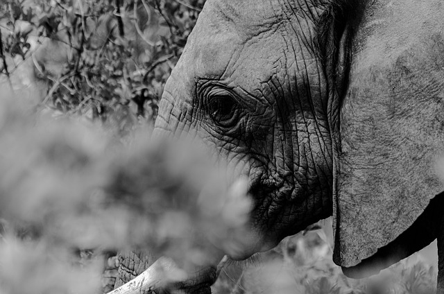 image from Kahuzi Biega National Park