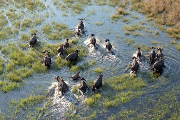 image from Kasane Boat Tours