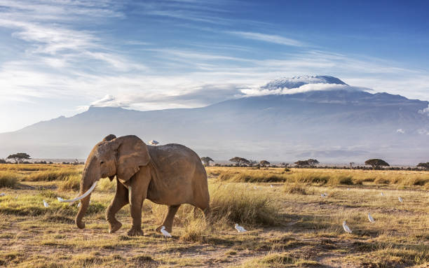 image from Kilimanjaro National Park