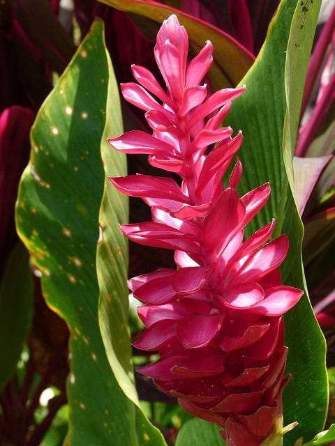 image from Kingston, Jamaica-hiking-areas