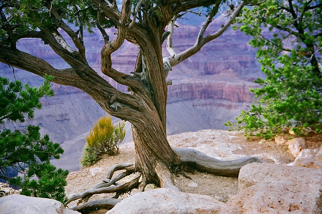 image from Grand Canyon