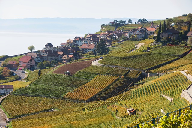 image from Lavaux Vineyard Terraces