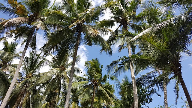 image from Workshops Lembongan