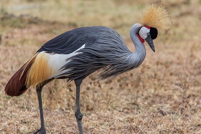 image from Mana Pools National Park Sapi and Chewore Safari Areas