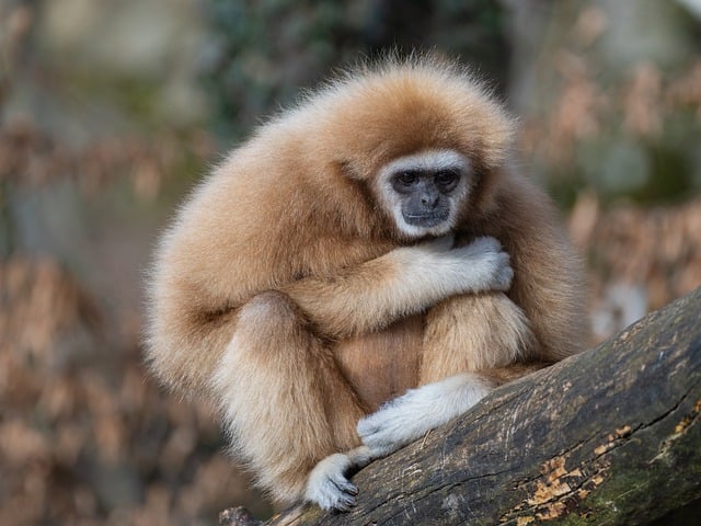 image from Manas Wildlife Sanctuary