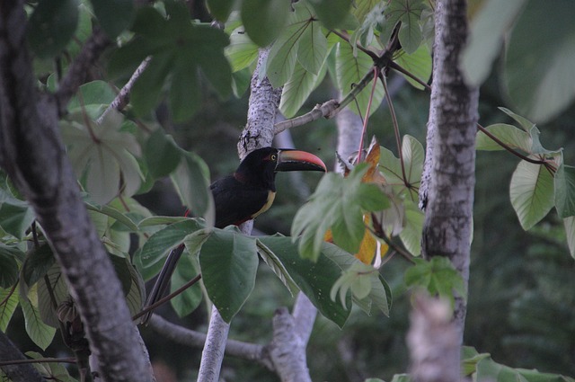 image from Outdoor Activities Manuel Antonio