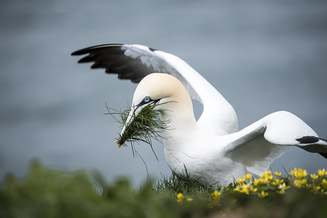 image from Migratory Bird Sanctuaries Along the Coast of Yellow Sea Bohai Gulf of China Phase I 