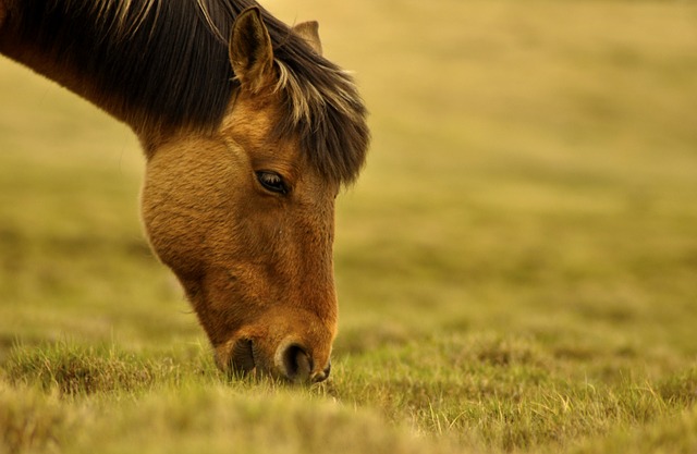 image from Adventure Sports Mongolia