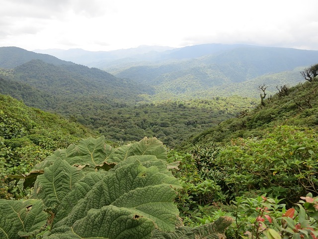 image from Walking Tours Monteverde