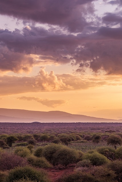 image from Mount Kenya National Park Natural Forest