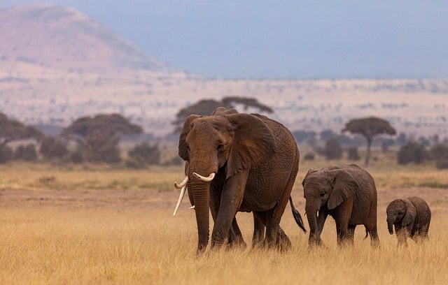 image from Kenya 7 Day Itinerary