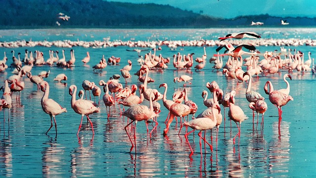 image from Bus Tours Nakuru