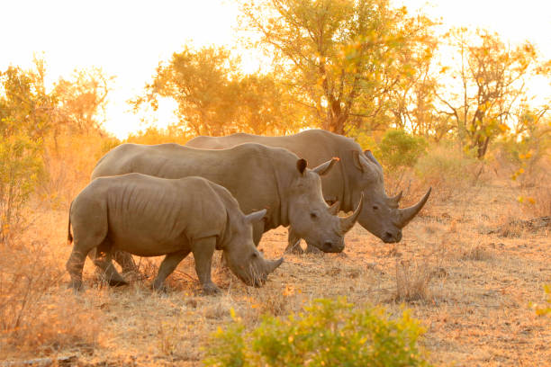 image from Ngorongoro Crater Conservation Area, Tanzania