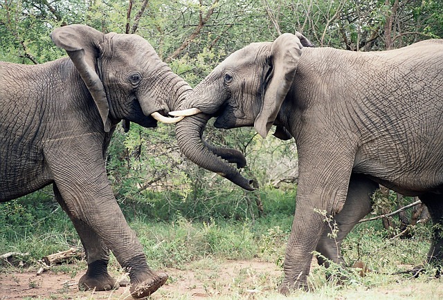 image from Niokolo Koba National Park