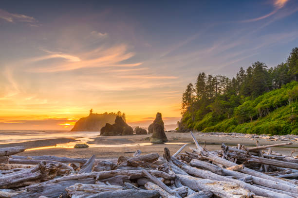 image from Olympic National Park